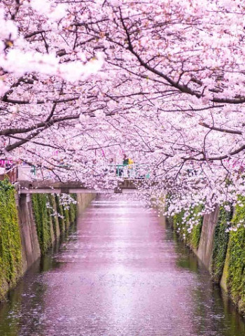 花季奇遇 燦星旅遊2024年櫻花祭特選【東京賞櫻】之旅