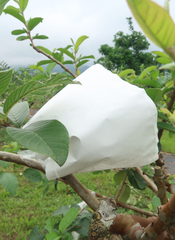 芭樂新型套袋防曬減少6成損失 果實慢慢長更大粒、更甜