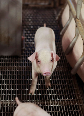 臺灣生鮮豬肉獲准輸入新加坡　重返日本市場是下階段目標