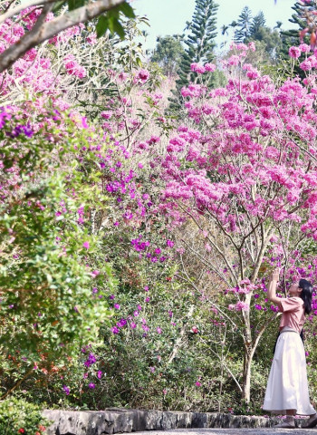 梅嶺花開正當時！臺南秘境景點曝光，快來感受「溫美梅」三重享受！