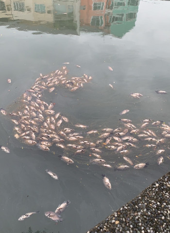 康芮颱風後台南運河現魚屍遍佈 李啟維:需儘速處理避免惡臭擴散