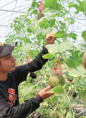 農地、戶籍地相離可投農保 農業改良場審認實耕資格 明起可至戶籍地農會投保