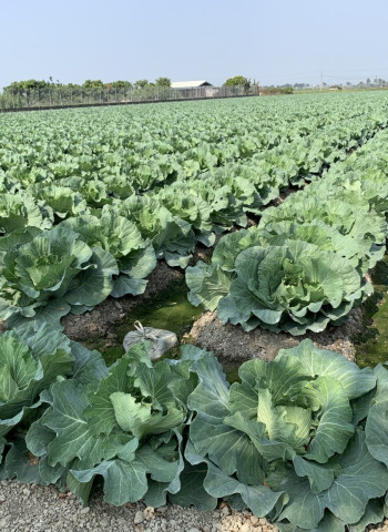 葉菜產地風災受損輕微 明起全臺逾1500據點推高麗菜優惠專區 國產每顆百元有找