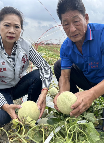 康芮颱風過後 台南北門紅蔥頭、玉米、番茄及多項農作物災損慘重 立委陳亭妃請農業部速啟災後補助