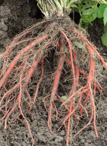 衛福部公告「中藥材農藥殘留限量基準」 統一管理20項中藥材 115年正式生效