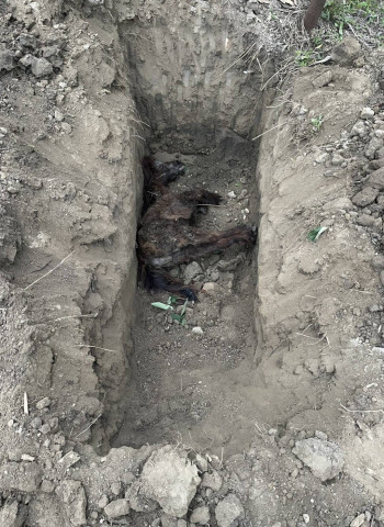 【唬爛亭】浪浪何其無辜 都是人害的