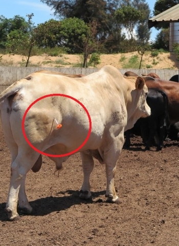 日本爆發牛結節疹 防檢署:檢疫條件重新議定 即日起巴斯德滅菌牛奶可輸臺