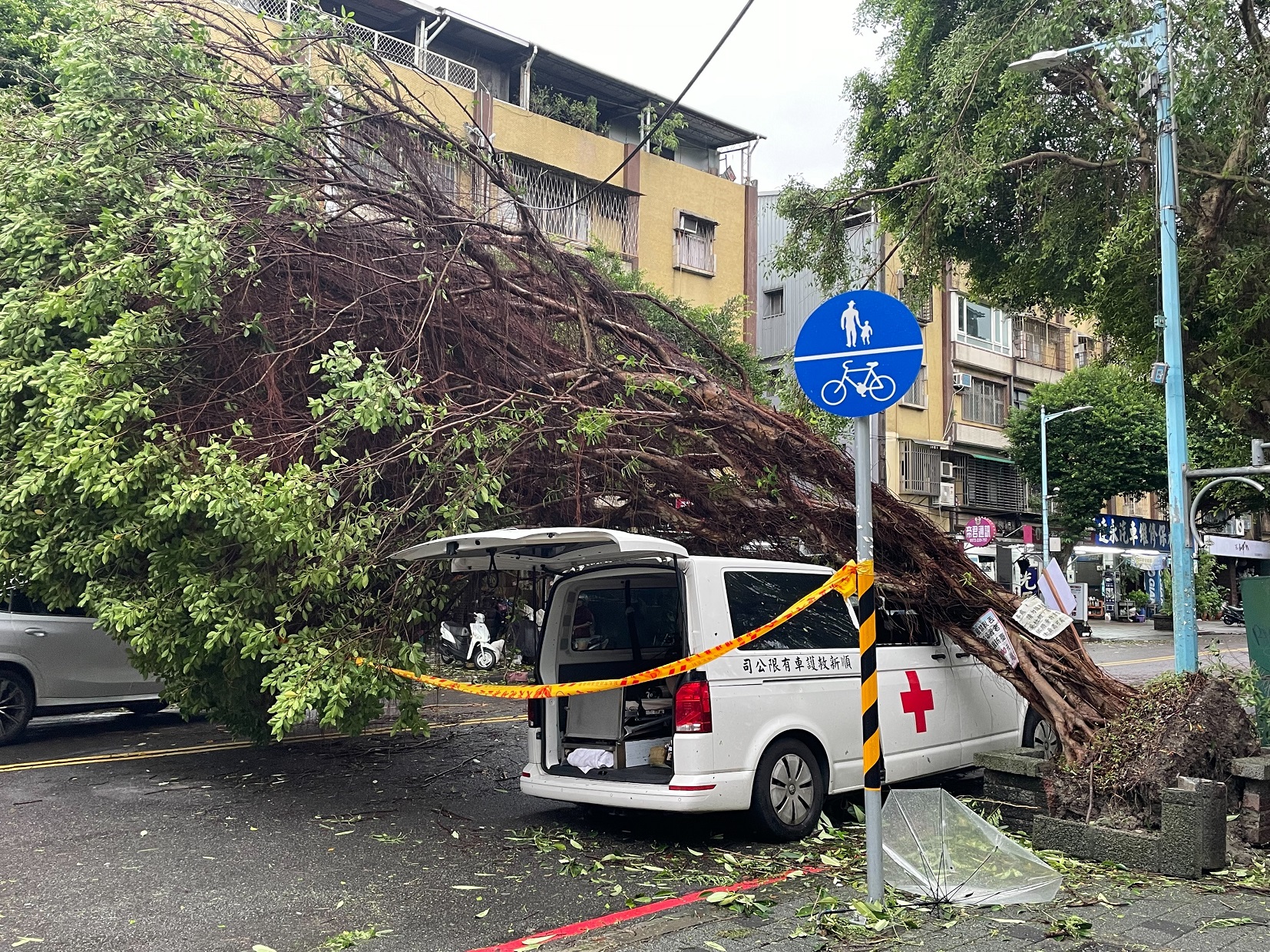 「康芮」罕見強風多處路樹應聲傾倒 專家分析四原因
