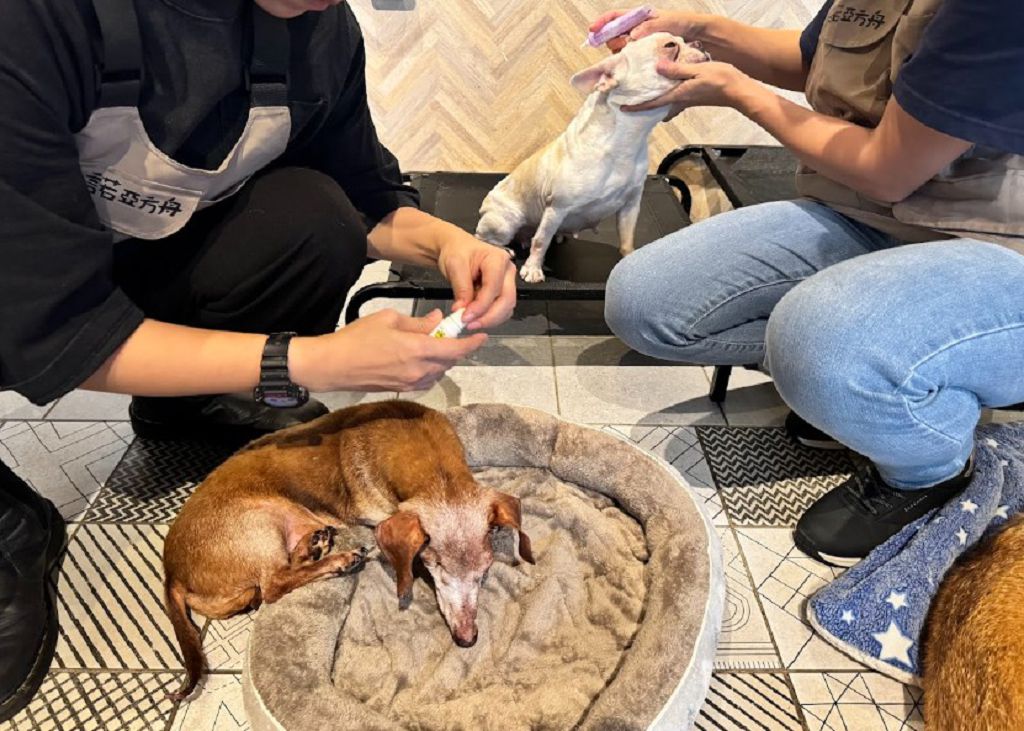 法國皇家攜手東森寵物,共推「糧心助浪」公益活動