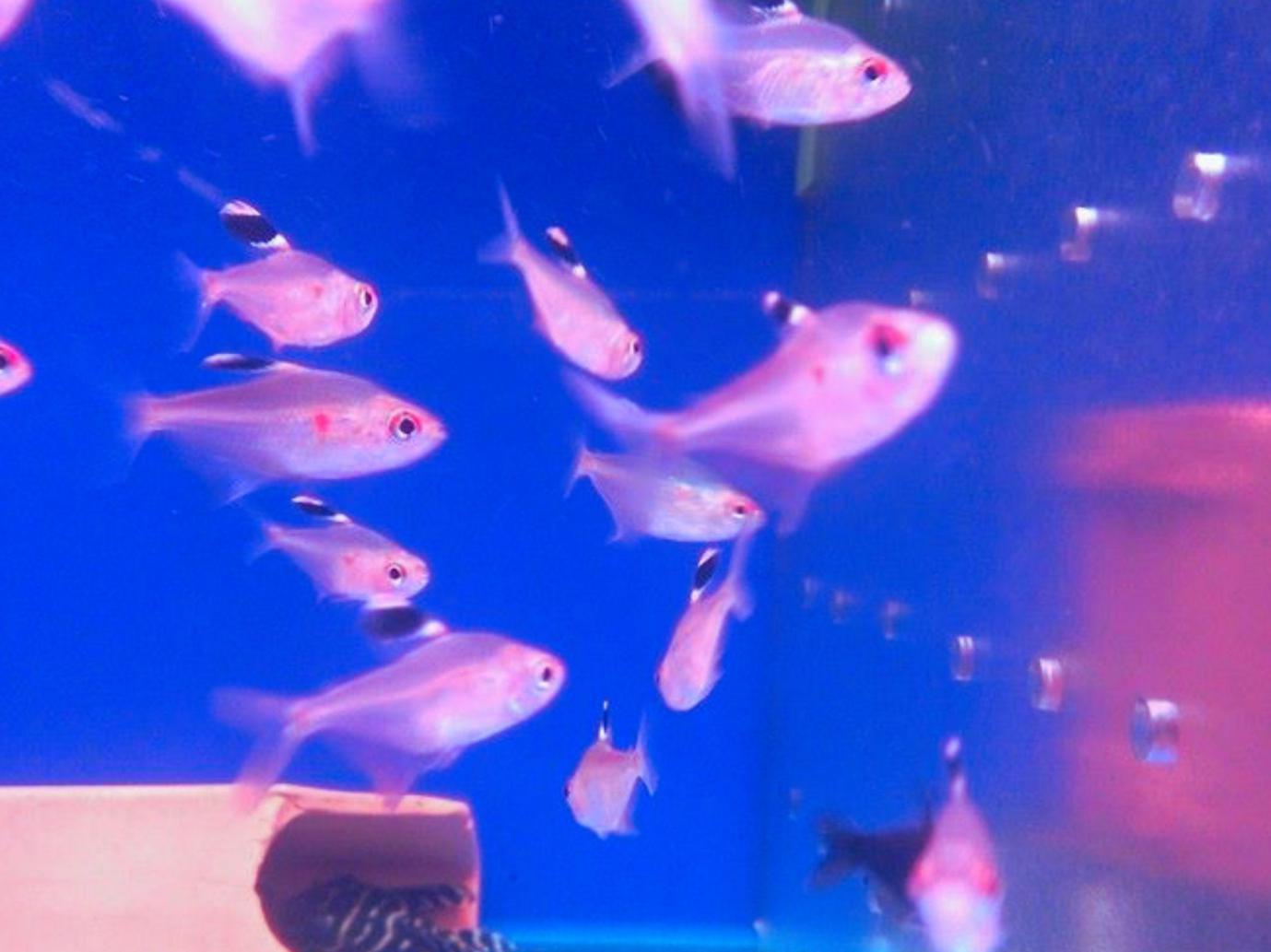 台北松山觀賞魚店推薦 水族街必逛人氣水族用品專賣店