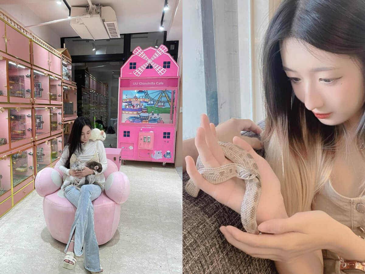 寵物咖啡廳｜全台7家超特別動物咖啡廳推薦 可愛龍貓一起吃飯 與蛇共舞超新奇 特殊萌寵魅力無法擋