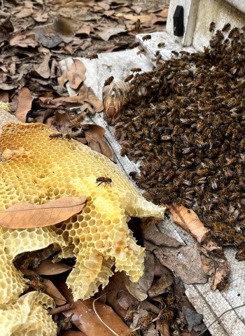 【蟎害不甜蜜】氣候異常蟎害失控 蜂蜜產業不甜蜜的負荷