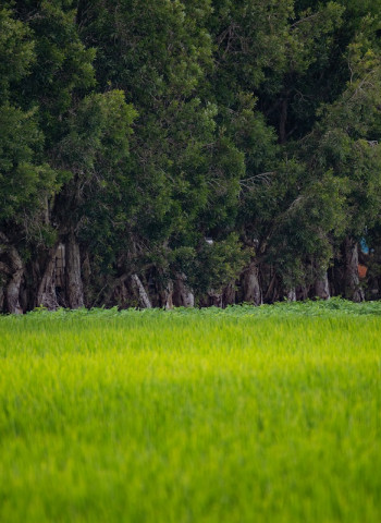 【林存農本】抗逆境農林固碳 田園有樹共植豐饒