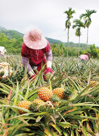 【封不了旺來】一再走向世界的臺灣鳳梨