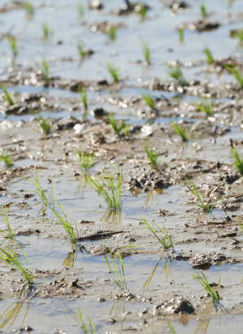 確保臺灣糧食安全　農地是潛在生產的保證：緊急時全面復耕　估糧食自給率可達六成
