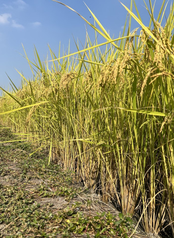 全國農會籲調漲公糧價格 農業部:「1集2轉」兼顧農民、產業結構 公糧政策滾動檢討