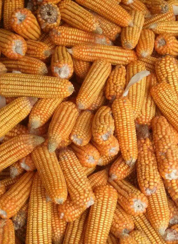 國際玉米動態：緬甸大力出口　阿根廷將減少栽培