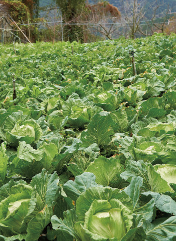 高麗菜成為賭博菜的原因與解方：提升農業生產力、組織性　從源頭抑制產銷失衡