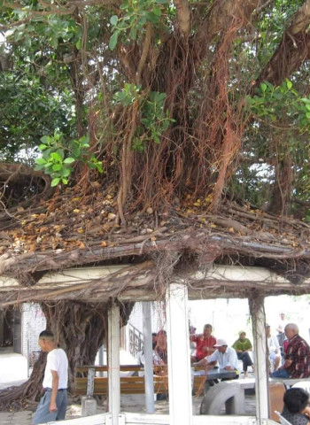 【默子-鄉居拾穗】路口串門子