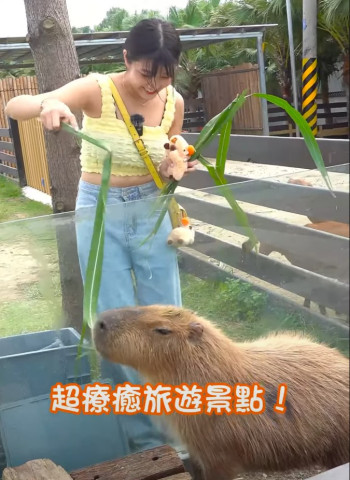新竹超人氣親子景點！各種療癒小動物！近距離互動！