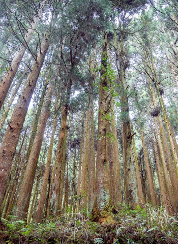 國際木材大漲與進口替代需求──後疫情時代的「國產材」機會