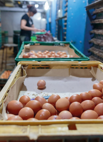 回顧2023年雞蛋產銷爭議　剖析雞蛋產銷環節：不同通路系統龐雜　農業部需進一步掌握資訊