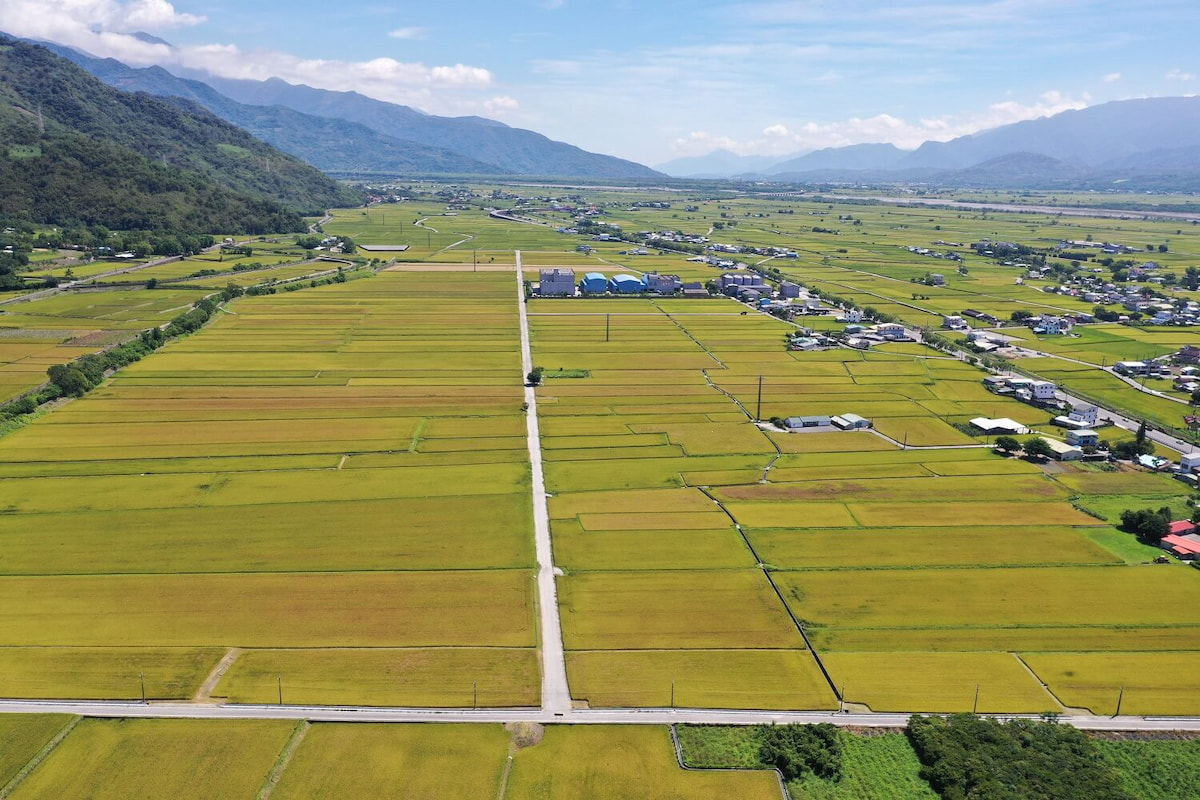 守護關山有機水稻田　本土黑殭菌菌種成功防治稻黑椿象