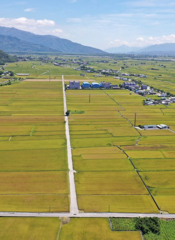 守護關山有機水稻田 本土黑殭菌菌種成功防治稻黑椿象