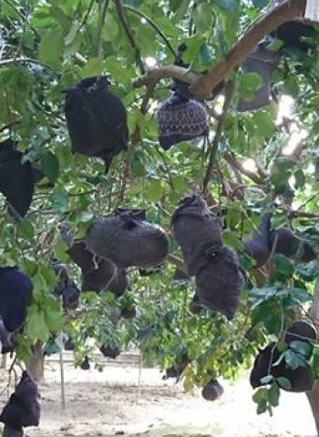 【默子-鄉居拾穗】柚子戴帽子