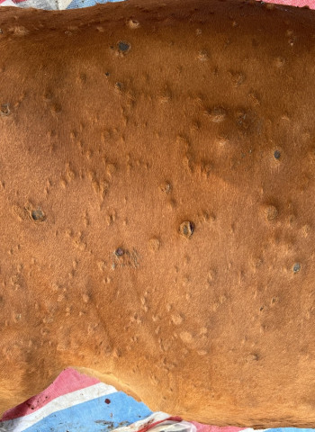 金門1牛場檢出牛結節疹 牛隻及生鮮、加工產品即起禁輸本島