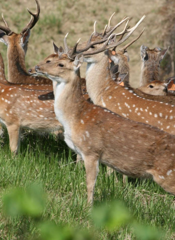 影/墾丁梅花鹿遭射殺割鹿茸棄屍 盜獵者竟在住宅區旁開槍!