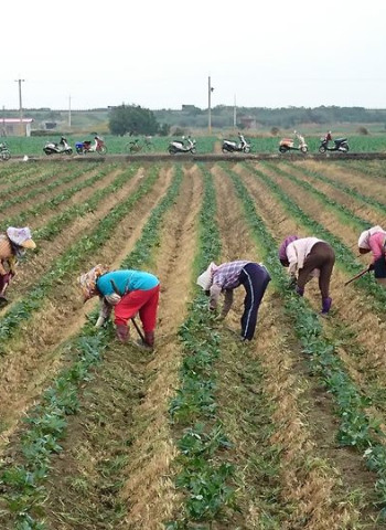 【默子-鄉居拾穗】農婦好身段