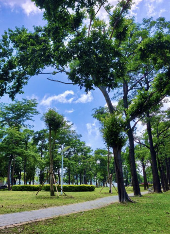 高雄市亞灣新光園道改善8月完工 颱風重創後重生!休閒與景觀全面升級