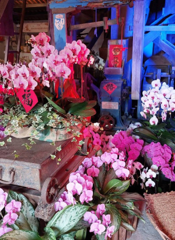 3月蘭展即將魅力登場 黃偉哲市長邀請大家白天逛蘭展、晚上天鵝湖賞燈