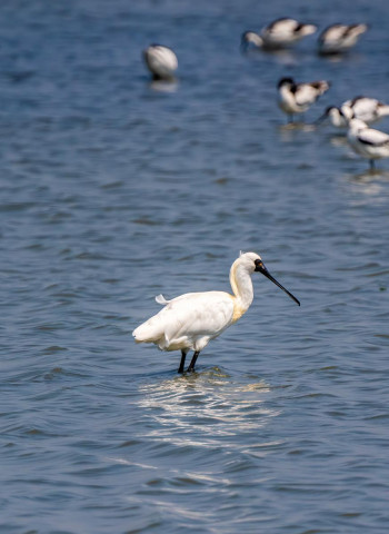 臺南生態旅遊 冬季濱海曬鹽賞鳥正當時