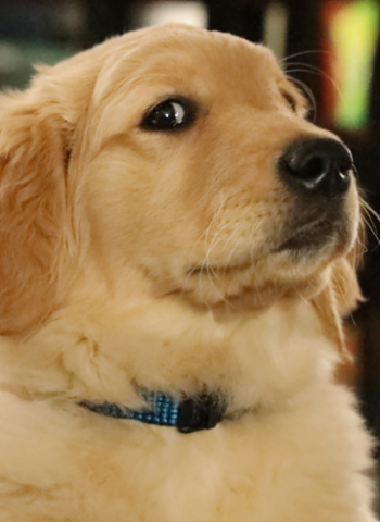 女子裸睡遭愛犬「騎乘」憂懷孕？動物醫院曝真相：不可能發生