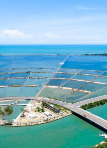 2025端午連假攏粽來臺南 龍舟美食賞花趣 開心過節超滿足