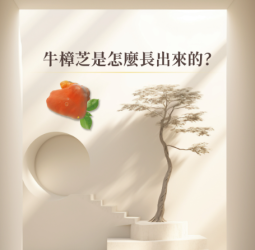 從一寸木肌開始的奇蹟：澄澈美以科學與匠心打造高品質牛樟芝王國