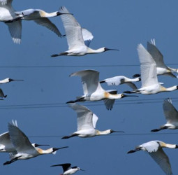 全臺黑面琵鷺數量創新高　臺南成最大棲地　公私協力保育成果顯現