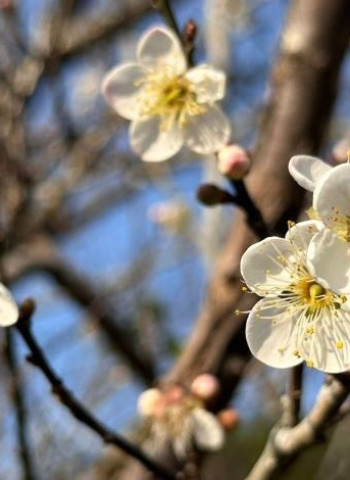「梅」你不行的冬季旅程！臺南楠西成為最佳去處　賞梅美景、採果體驗與泡湯放鬆一次滿足