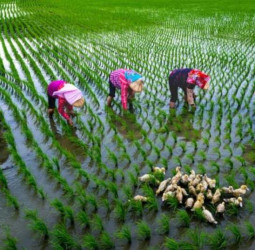 臺南永華市政中心舉辦「米蘭之鄉•後壁之美攝影展」 展現稻鄉農村生活風情