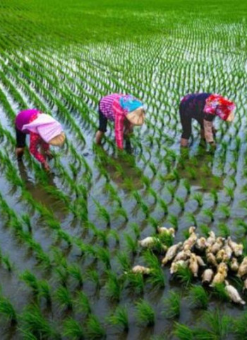 臺南永華市政中心舉辦「米蘭之鄉•後壁之美攝影展」 展現稻鄉農村生活風情