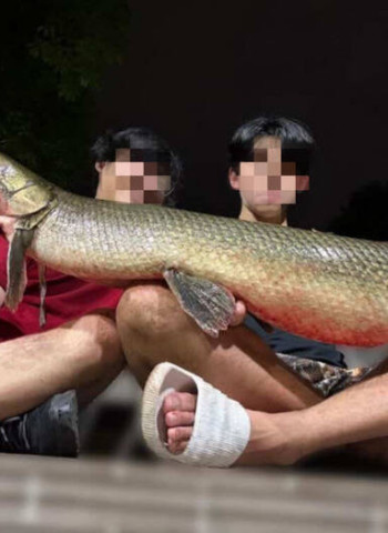 228公園吉祥物鱷雀鱔遭吃掉引爆爭議　成大釣魚社前幹部遭起底、北市府開罰2人各3600元