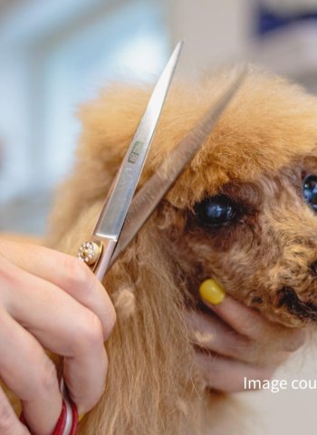 新莊寵物美容累積八年實務經驗 從愛犬命名到一對一照護 打造毛孩安心第二個家